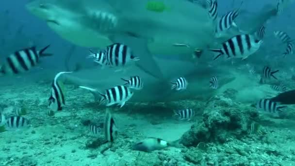 Krmení žraloků Carcharhinus leucas v podmořské divočině Tichého oceánu. — Stock video