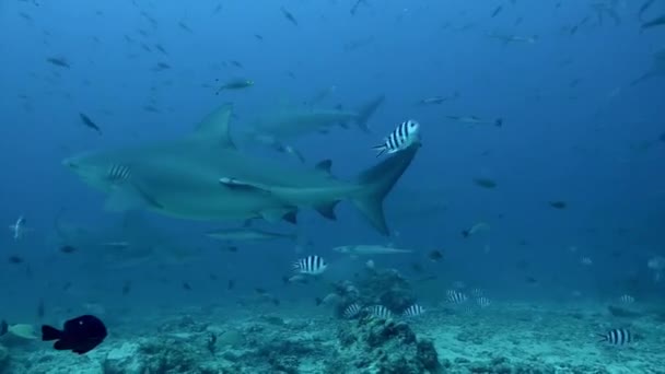 Potápění se žralokem pod hladinou oceánu Tonga. — Stock video