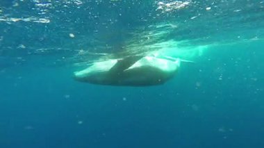 Yeni doğan kambur balina çocuk Pasifik Okyanusu 'nda annesinin yanında yüzüyor..