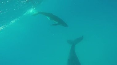 Yeni doğan kambur balina çocuk Pasifik Okyanusu 'nda annesinin yanında yüzüyor..