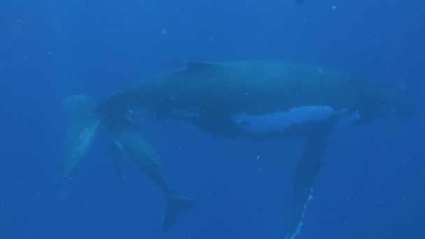 Joven ballena jorobada ternera bajo su madre bajo el agua en el Océano Pacífico. — Vídeo de stock