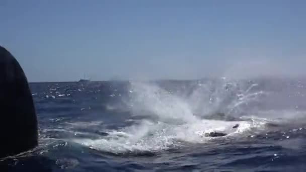 Горбатые китовые волны плавают в воде рядом с лодкой с людьми в океане. — стоковое видео