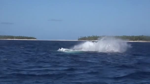 Ballena jorobada salta del agua en el océano. — Vídeo de stock