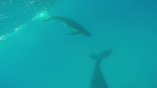 Pasgeboren bultrug walvis kind zwemt naast moeder onderwater in Stille Oceaan. — Stockvideo