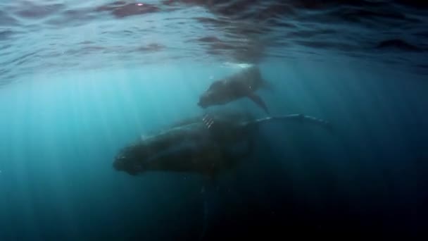 Съемки вокруг горбатого кита теленка с матерью подводного океана. — стоковое видео