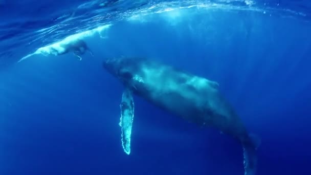 Borjú púpos bálna anyával a víz alatt a napsugarak az Indiai-óceán. — Stock videók