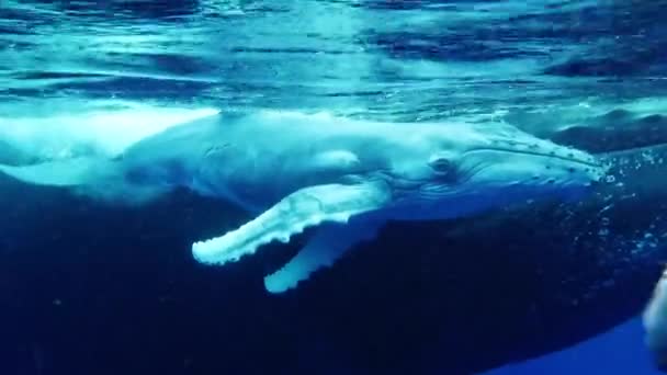 ザトウクジラの母親と子牛の水中近くのクローズアップダイバー. — ストック動画
