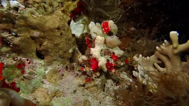 Un granchio rosso brillante della barriera corallina convessa che si muove lentamente attraverso la roccia. — Video Stock