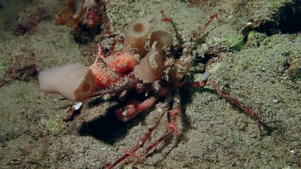 A bright red convex reef crab slowly moving across rock. — Stock Video