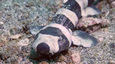 Yeni doğmuş yavru kedi balığı mercan kedi balığı köpekbalığı Atelomycterus marmoratus 'un deniz kumu üzerindeki portresi.