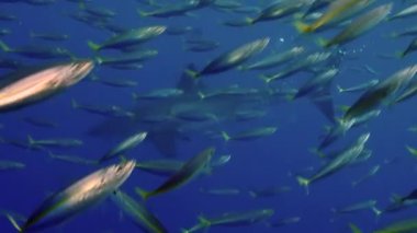 Guadeloupe sualtındaki büyük beyaz köpekbalığının yavaş hareketi..