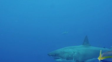 Guadeloupe sualtındaki büyük beyaz köpekbalığının yavaş hareketi..