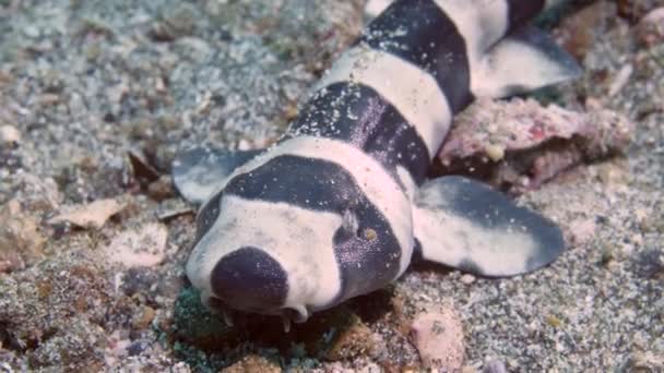 Porträt Neugeborenes Katzenhai-Korallenhai Atelomycterus marmoratus auf Meeressand. — Stockvideo