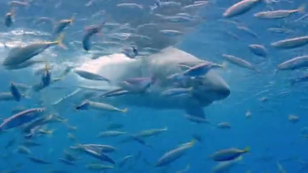 グアドループの水中の偉大な白いサメ. — ストック動画