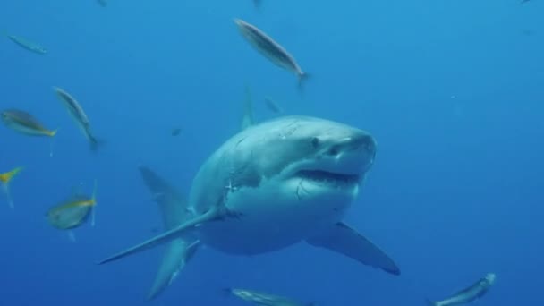 Nagy fehér cápa víz alatt Guadeloupe. — Stock videók