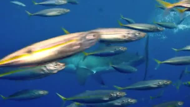 Primer plano de un gran tiburón blanco bajo el agua Guadalupe. — Vídeos de Stock