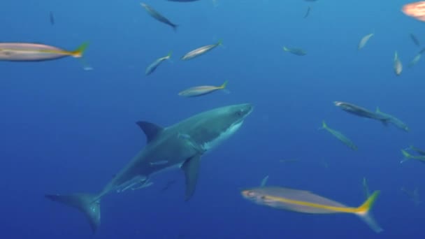 Mouvement lent d'un grand requin blanc sous-marin Guadeloupe. — Video