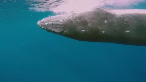 Κοντινό πλάνο φάλαινα υποβρύχια στον Ειρηνικό Ωκεανό. — Αρχείο Βίντεο