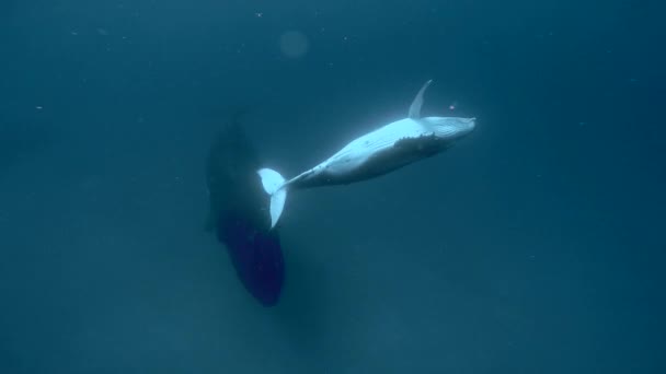 Νεογνό κουκλάκι φάλαινας κολυμπά δίπλα στη μαμά κάτω από το νερό στον Ειρηνικό Ωκεανό. — Αρχείο Βίντεο