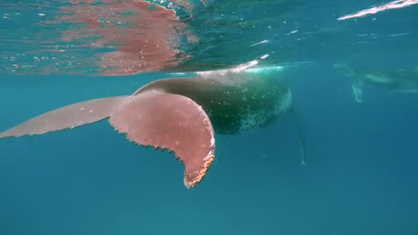 Κοντινό πλάνο φάλαινα υποβρύχια στον Ειρηνικό Ωκεανό. — Αρχείο Βίντεο