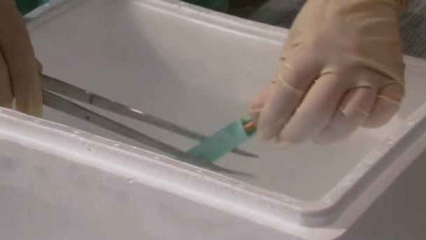 Vruchtbaarheid arts met een Microscoop, een spuit en petrischaal bevruchting van eieren en onderzoek naar reproductie klinieken. — Stockvideo