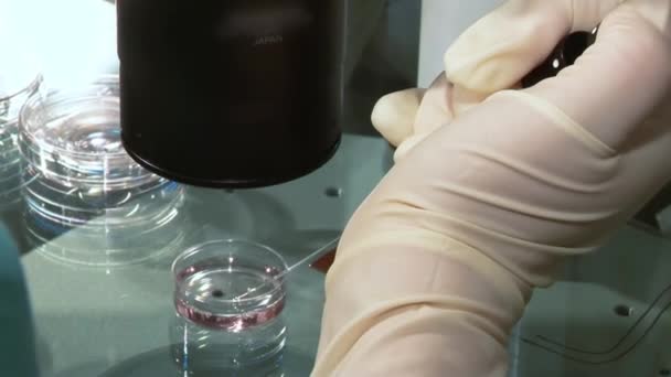 Vruchtbaarheid arts met een Microscoop, een spuit en petrischaal bevruchting van eieren en onderzoek naar reproductie klinieken. — Stockvideo