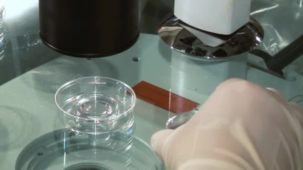 Médecin de la fertilité avec un microscope, une seringue et une boîte de Pétri fécondation des œufs et recherche dans les cliniques de reproduction .