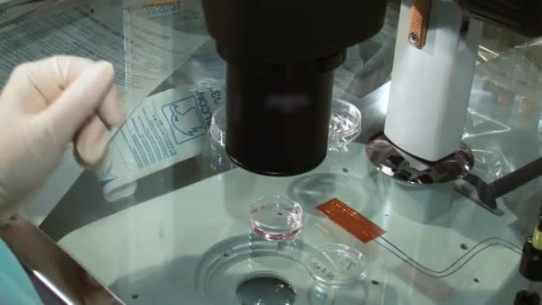 Fertility doctor with a microscope, a syringe and petri dish fertilization of eggs and research in reproduction clinics. — Stock Video