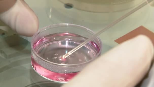 Médico de fertilidad con microscopio, jeringa y placa de Petri fertilización de óvulos e investigación en clínicas de reproducción . — Vídeo de stock