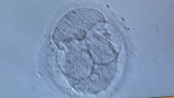 Podział komórek in vitro płód pod mikroskopem. Rodzajowy komórki dzielące. — Wideo stockowe