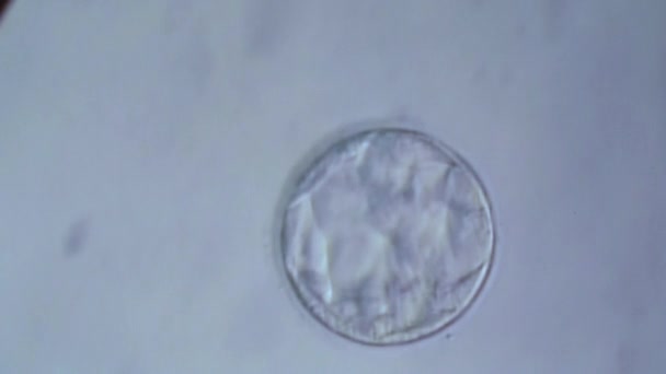 Cellulaire afdeling van een in vitro foetus onder Microscoop. Generieke cel verdelen. — Stockvideo
