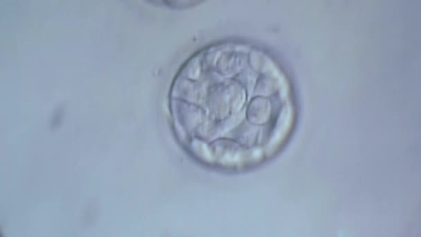 Mikroskop altında bir tüp bebek cenin hücre bölünmesi. Genel hücre bölünmesi. — Stok video