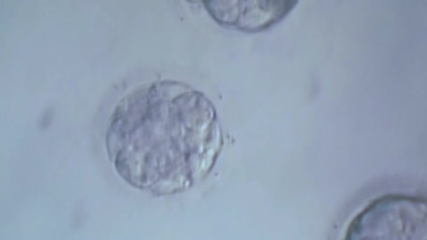 Cellulära uppdelning av ett in vitro-Foster under Mikroskop. Generiska cell dividera. — Stockvideo