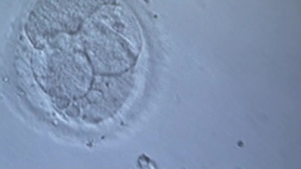 Podział komórek in vitro płód pod mikroskopem. Rodzajowy komórki dzielące. — Wideo stockowe