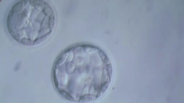 Cellular division of an in vitro fetus under microscope. Generic cell dividing. — Stock Video