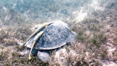 Yeşil deniz kaplumbağası içinde deniz Remora balık yiyecek aramaya Yüzme.
