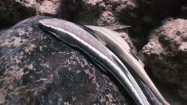 Yeşil deniz kaplumbağası içinde deniz Remora balık yiyecek aramaya Yüzme.