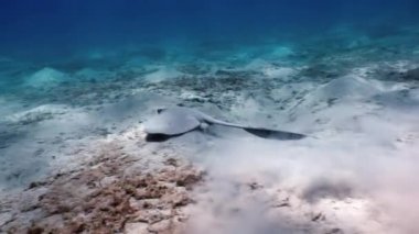 Yeşil deniz kaplumbağası içinde deniz Remora balık yiyecek aramaya Yüzme.