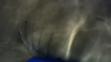 İpucu gri köpekbalığı Kızıldeniz yiyecek bulmak mavi suların beyaz.