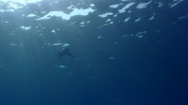 İpucu gri köpekbalığı Kızıldeniz yiyecek bulmak mavi suların beyaz.