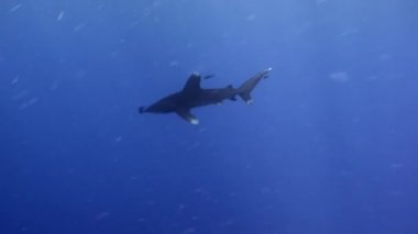 İpucu gri köpekbalığı Kızıldeniz yiyecek bulmak mavi suların beyaz.