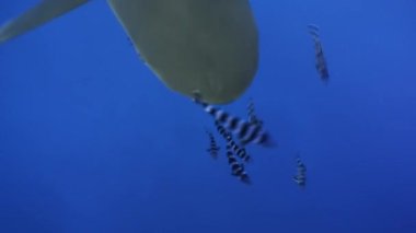 İpucu gri köpekbalığı Kızıldeniz yiyecek bulmak mavi suların beyaz.