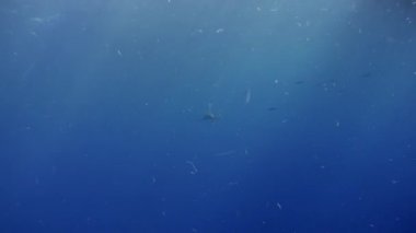 İpucu gri köpekbalığı Kızıldeniz yiyecek bulmak mavi suların beyaz.