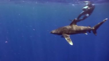 İpucu gri köpekbalığı Kızıldeniz yiyecek bulmak mavi suların beyaz.