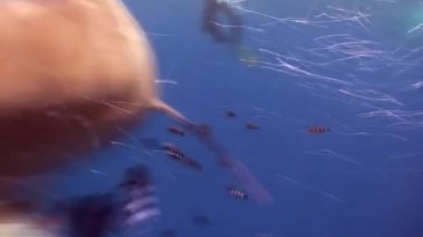 İpucu gri köpekbalığı Kızıldeniz yiyecek bulmak mavi suların beyaz.