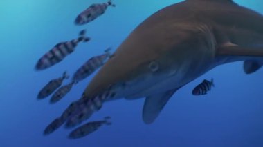 İpucu gri köpekbalığı Kızıldeniz yiyecek bulmak mavi suların beyaz.