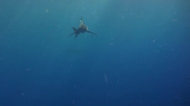 İpucu gri köpekbalığı Kızıldeniz yiyecek bulmak mavi suların beyaz.