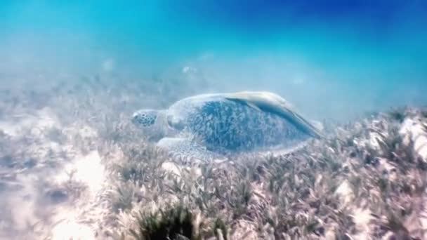 Green Sea Turtle nadando en el mar con Remora Fish en busca de comida . — Vídeos de Stock