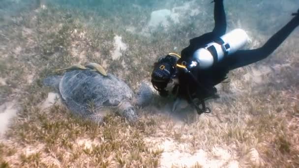 Soepschildpad zee zwemmen In zee met Remora vis op zoek naar voedsel. — Stockvideo