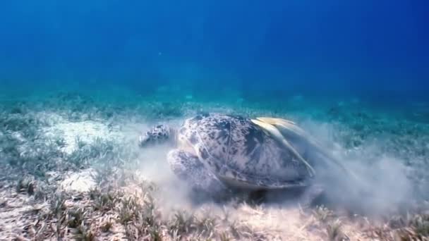 Zielony żółw pływanie w morzu z rybnych przeszkoda w poszukiwaniu żywności. — Wideo stockowe